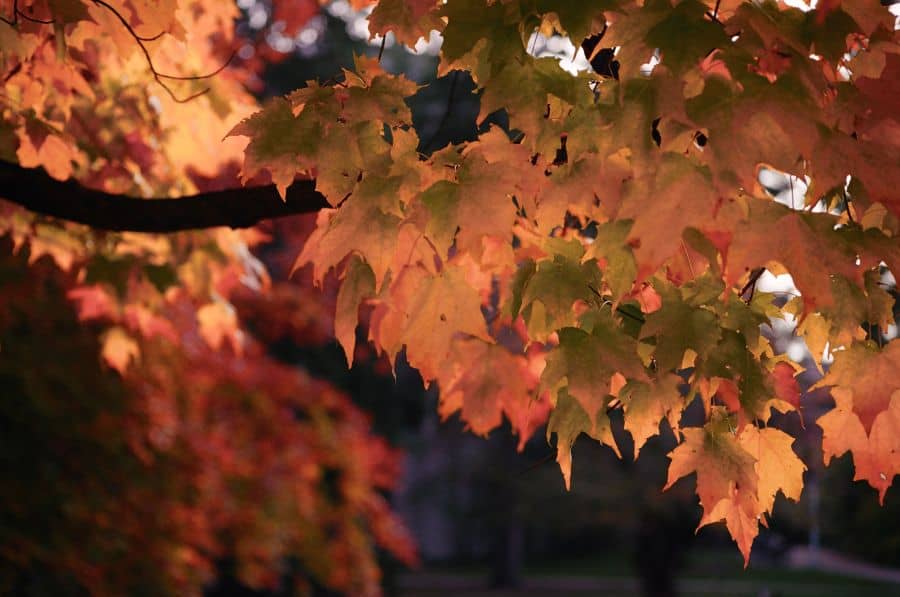 Orange autumn leaves