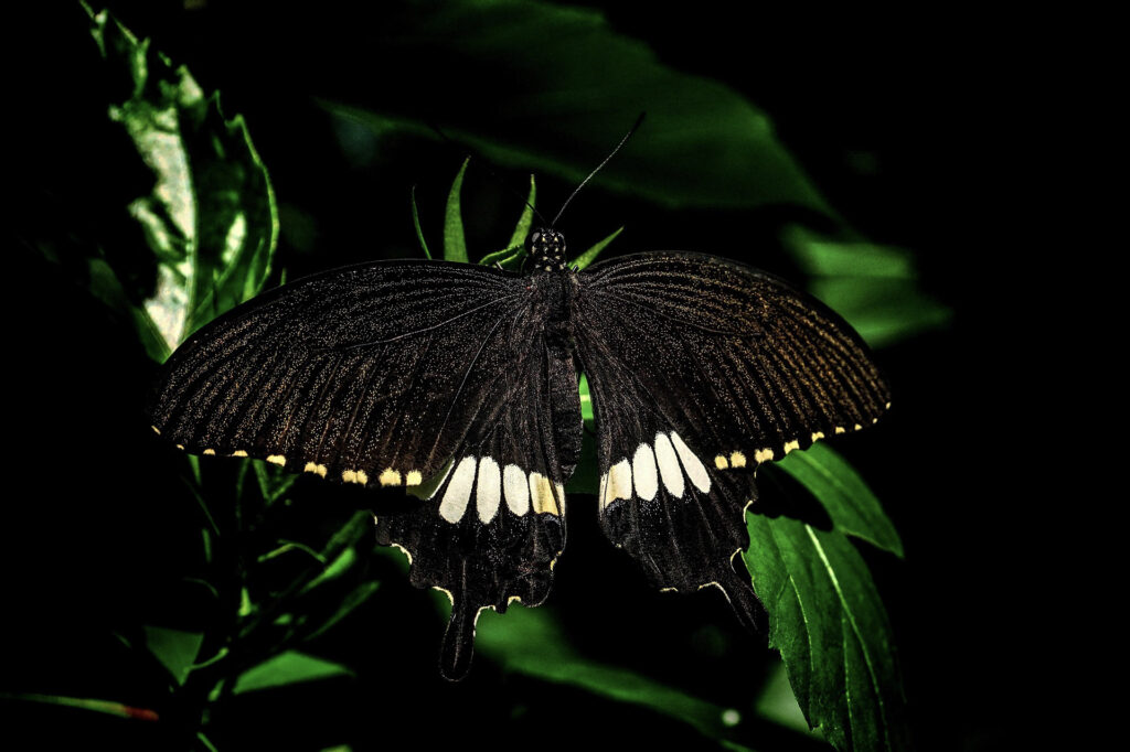 Black & white butterfly