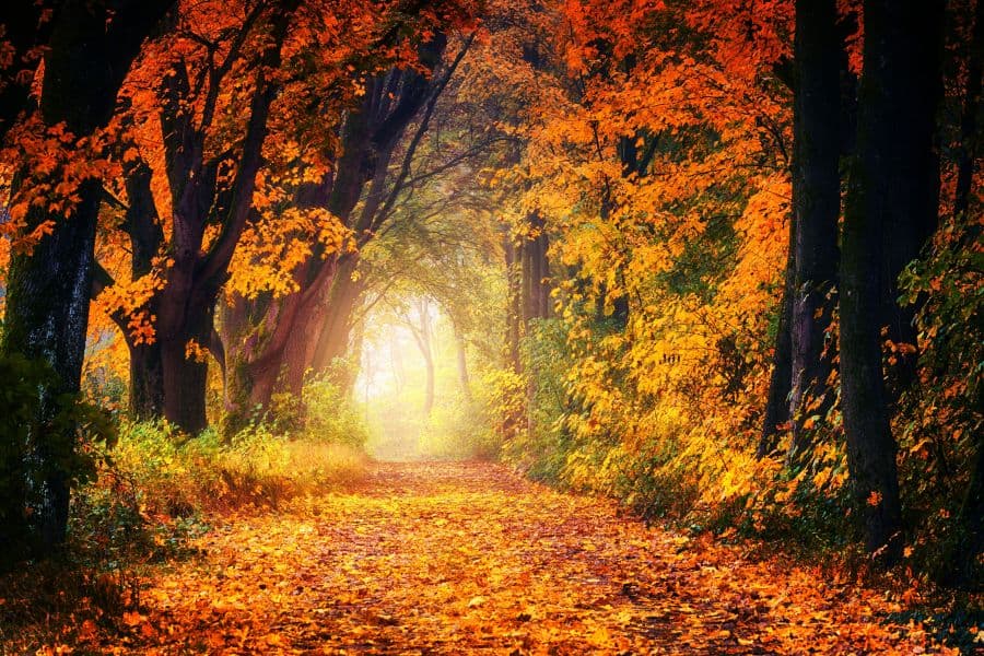 Autumnal woodland path